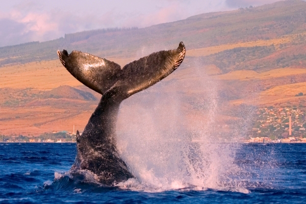 Spot-Humpback-Whales-in-the-tropical-waters-of-Hawaii